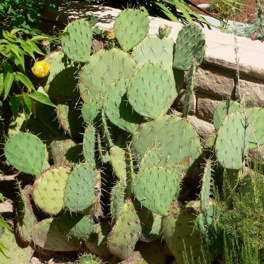 Opuntia engelmannii - Feigenkaktus