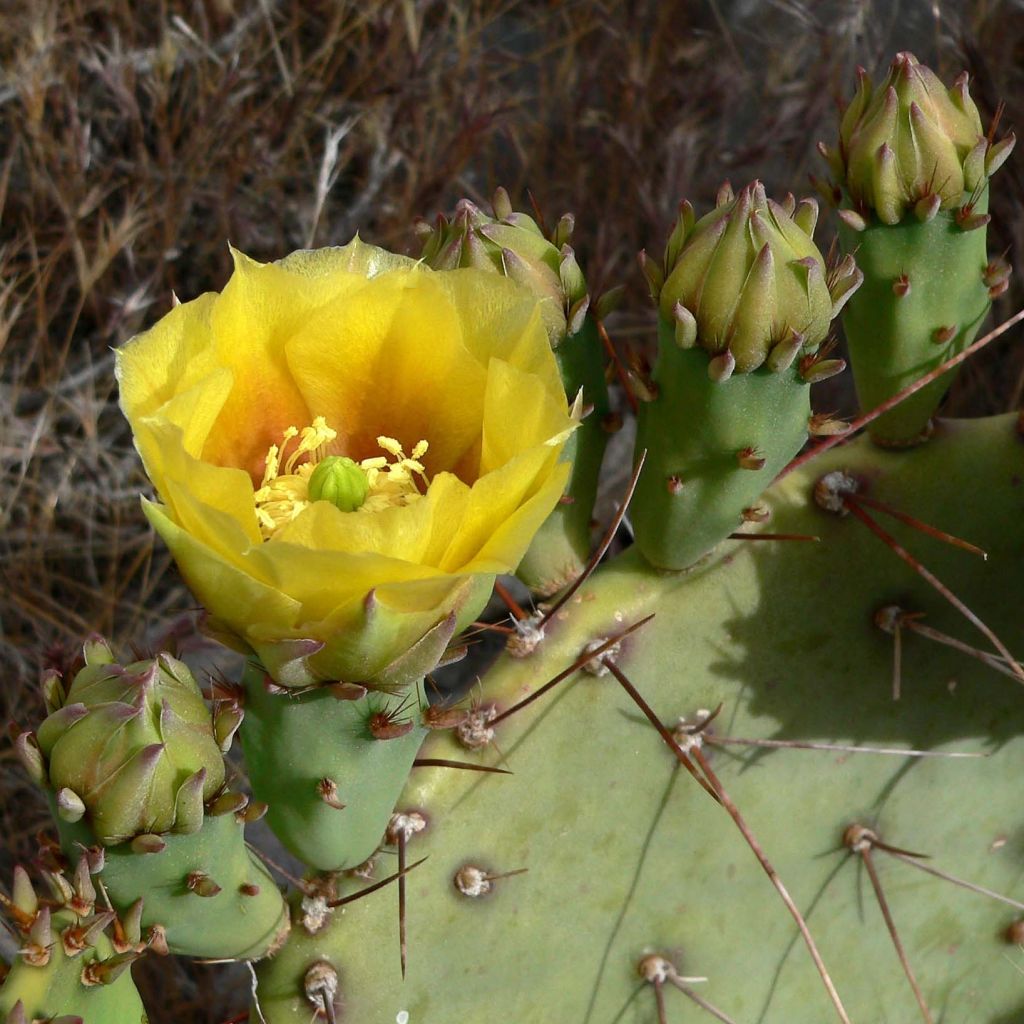 Opuntia engelmannii - Feigenkaktus