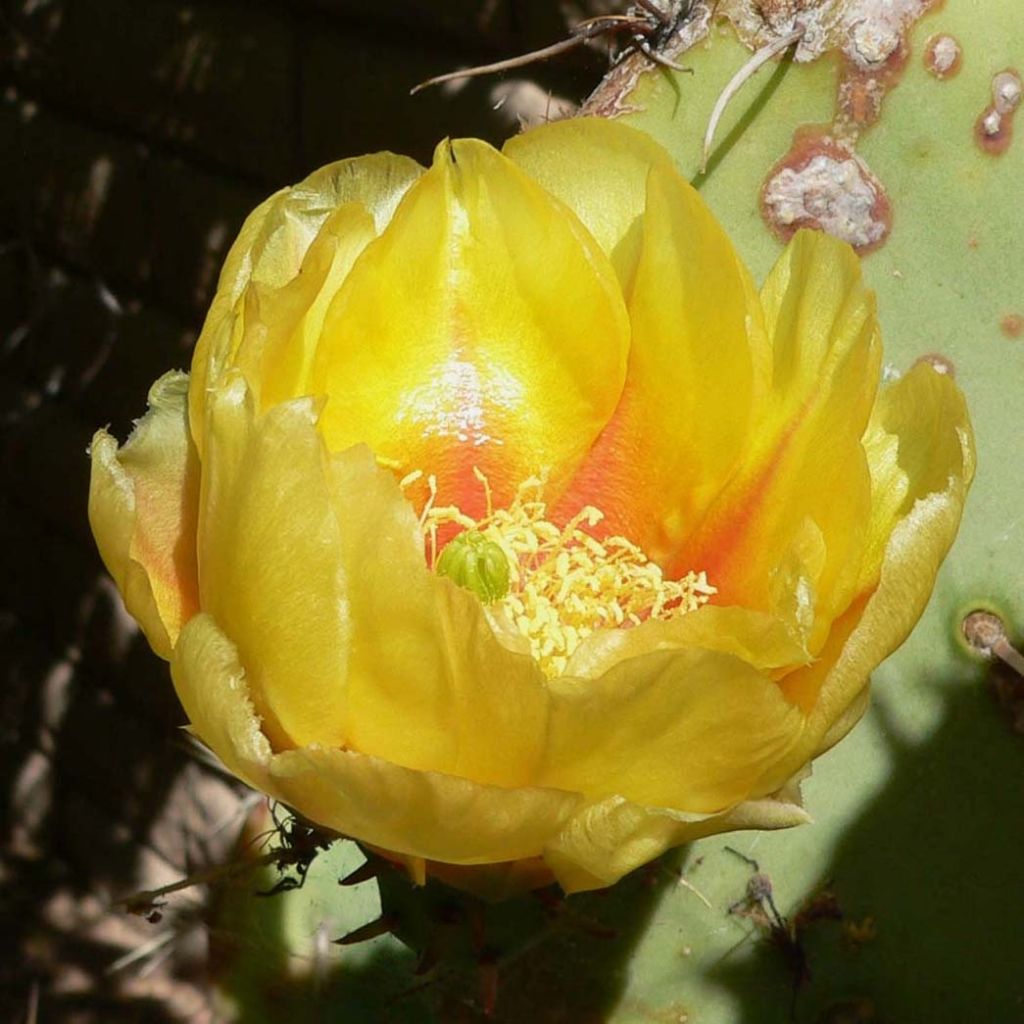 Opuntia engelmannii - Feigenkaktus