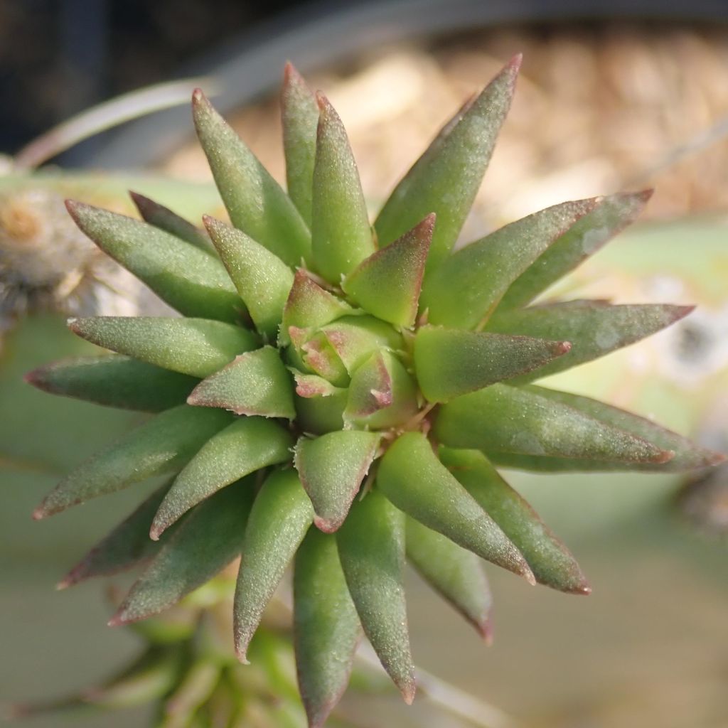 Opuntia engelmannii Belen - Feigenkaktus