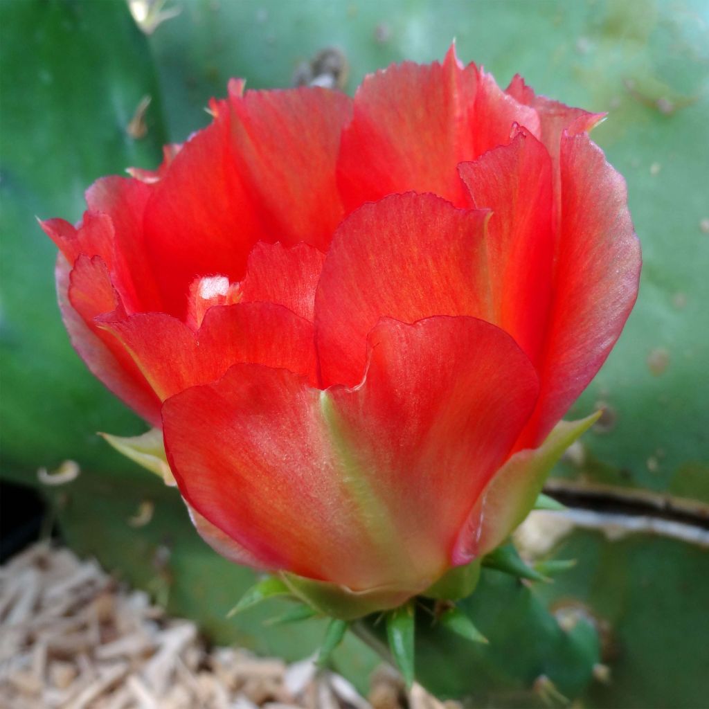 Opuntia engelmannii var.indheimeri - Feigenkaktus