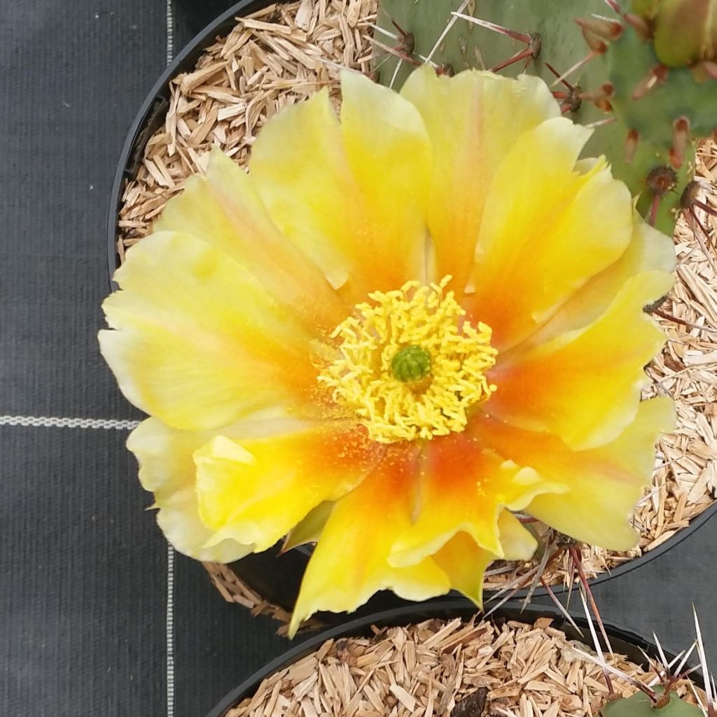 Opuntia engelmannii var. rastrera - Feigenkaktus