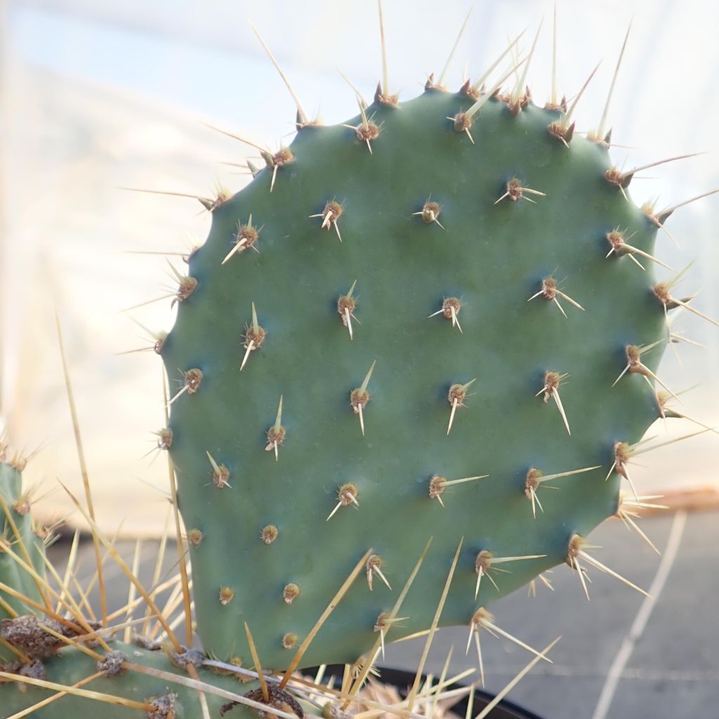 Opuntia howeyi - Feigenkaktus