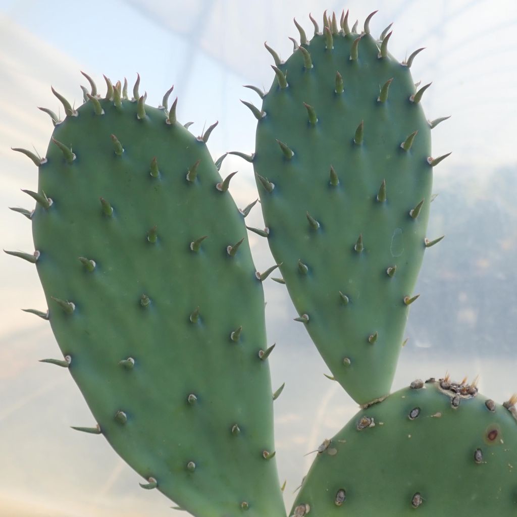 Opuntia laevis - Feigenkaktus