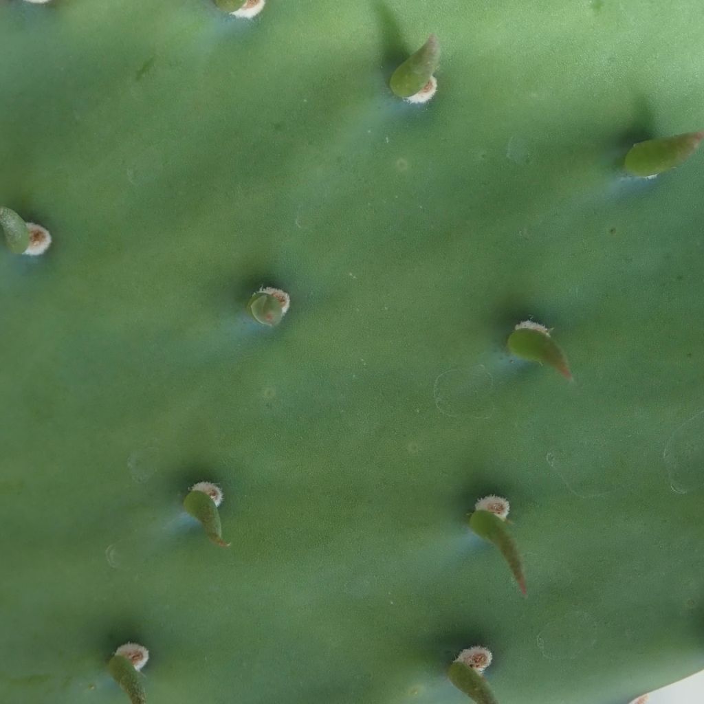 Opuntia laevis - Feigenkaktus