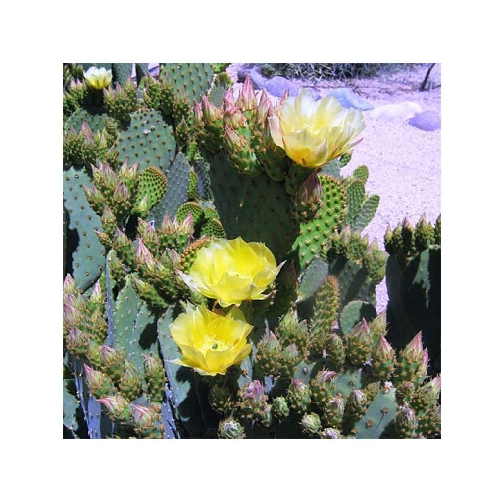 Opuntia lubrica - Feigenkaktus