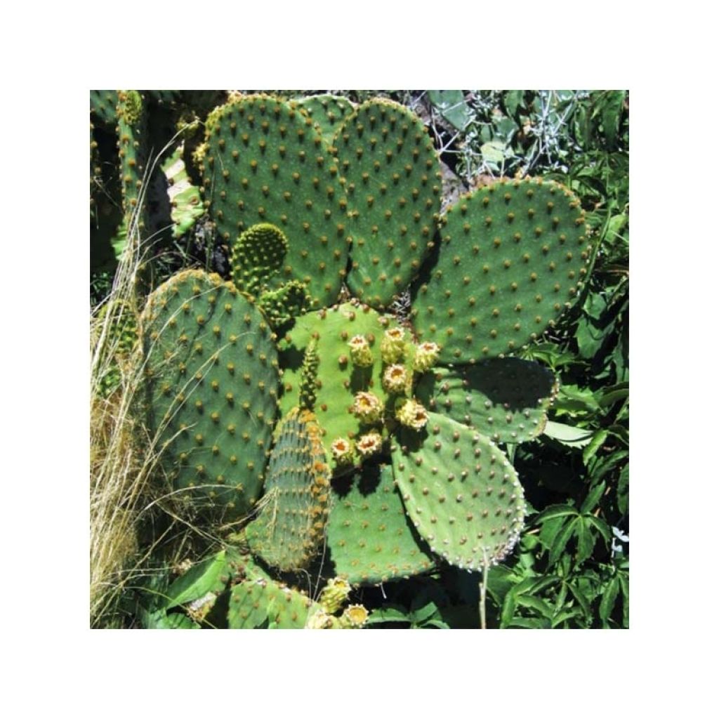 Opuntia lubrica - Feigenkaktus