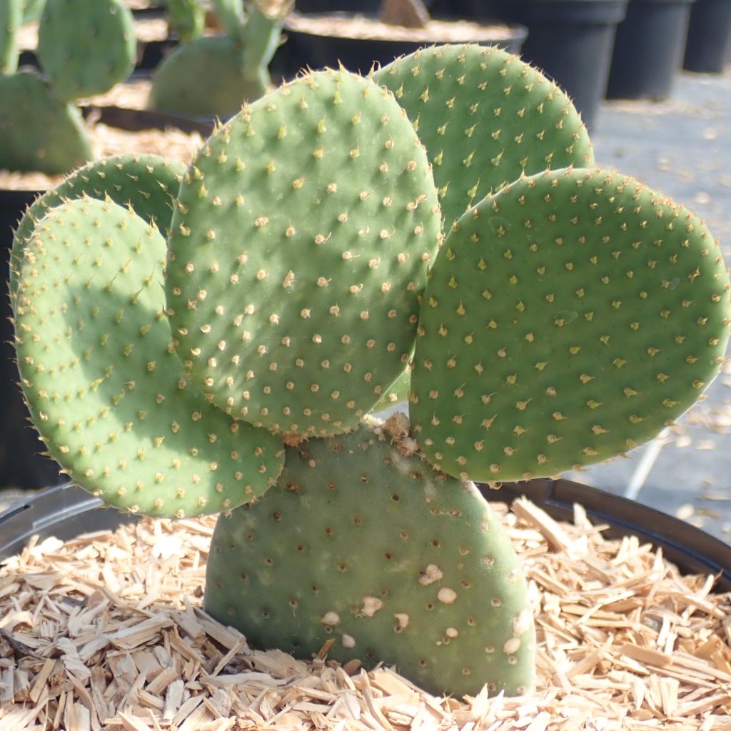 Opuntia microdasys Caress - Feigenkaktus