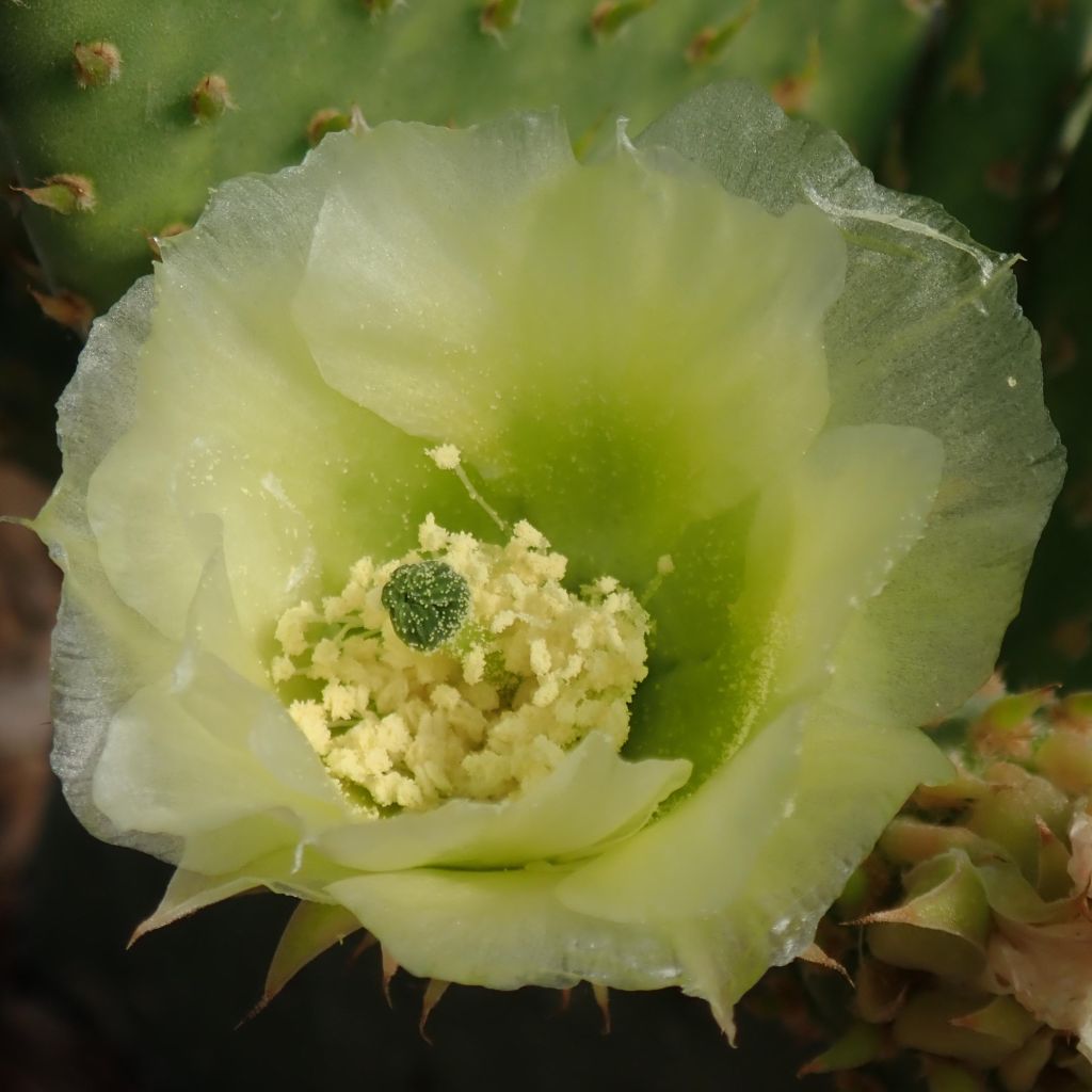 Opuntia microdasys Caress - Feigenkaktus