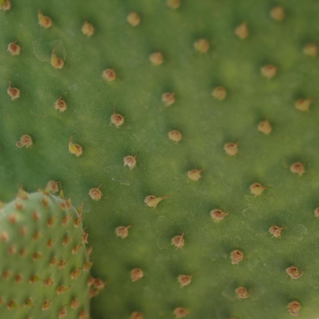 Opuntia microdasys Caress - Feigenkaktus