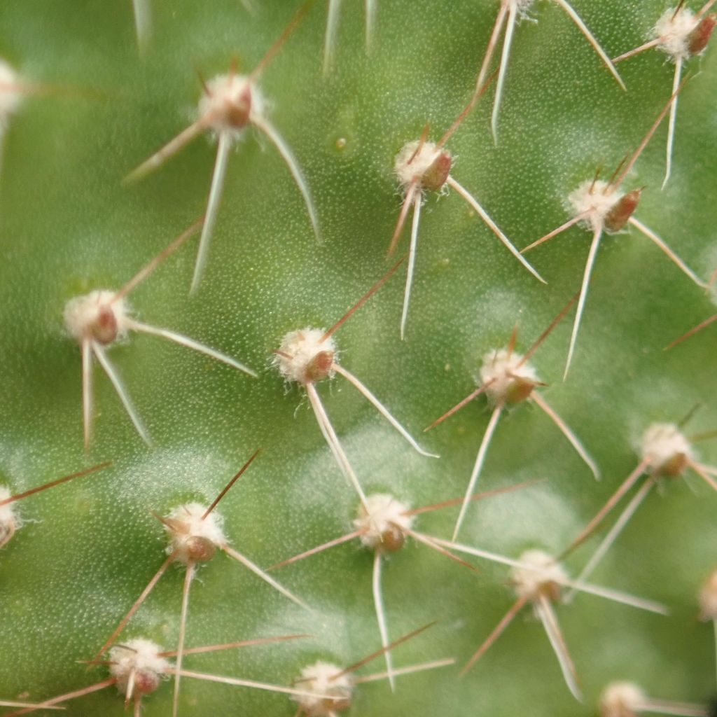 Opuntia ou Airampoa Orurensis