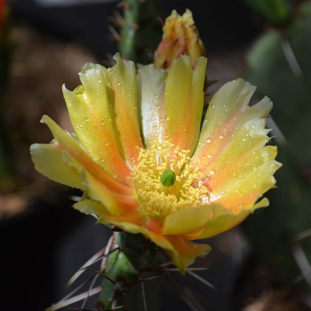 Opuntia phaeacantha Mojavensis - Feigenkaktus