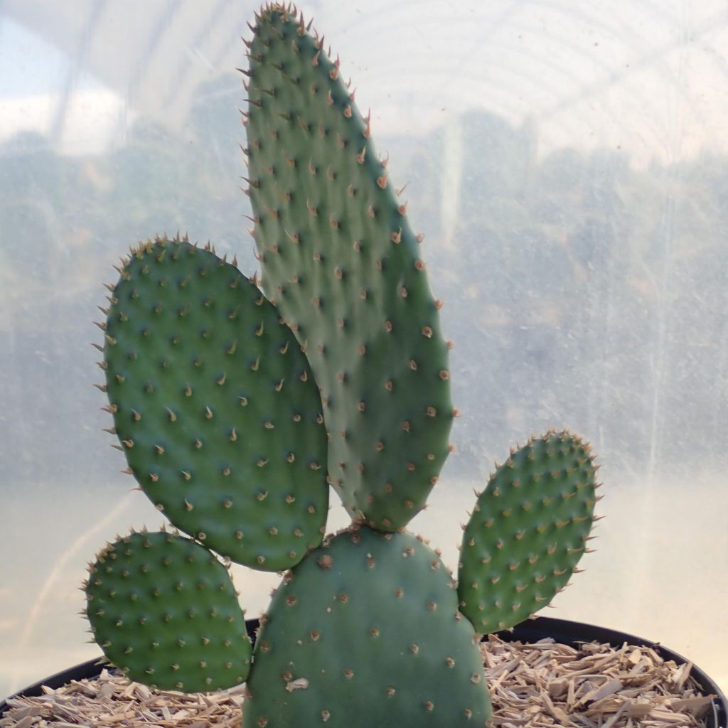 Opuntia rufida - Feigenkaktus