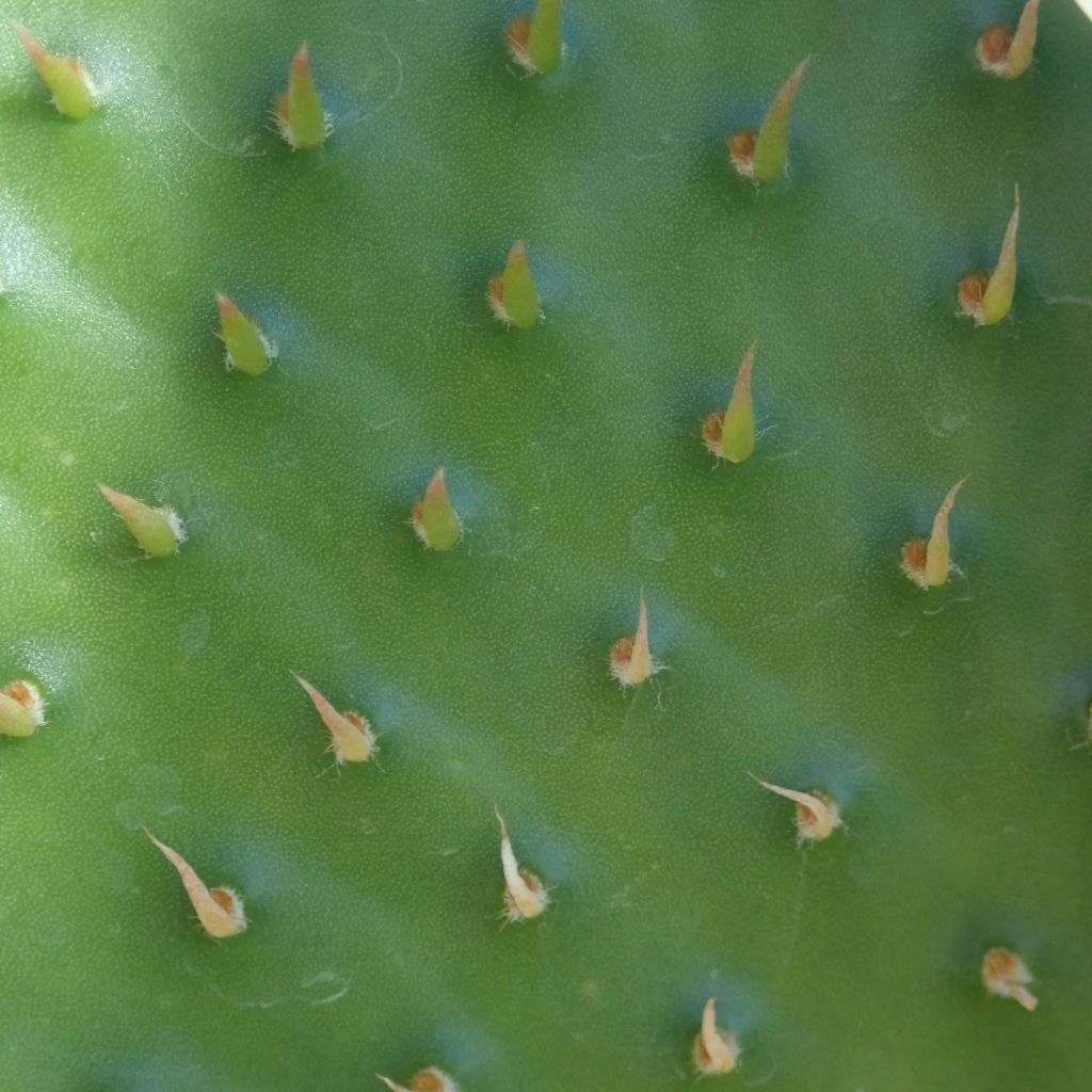 Opuntia rufida - Feigenkaktus