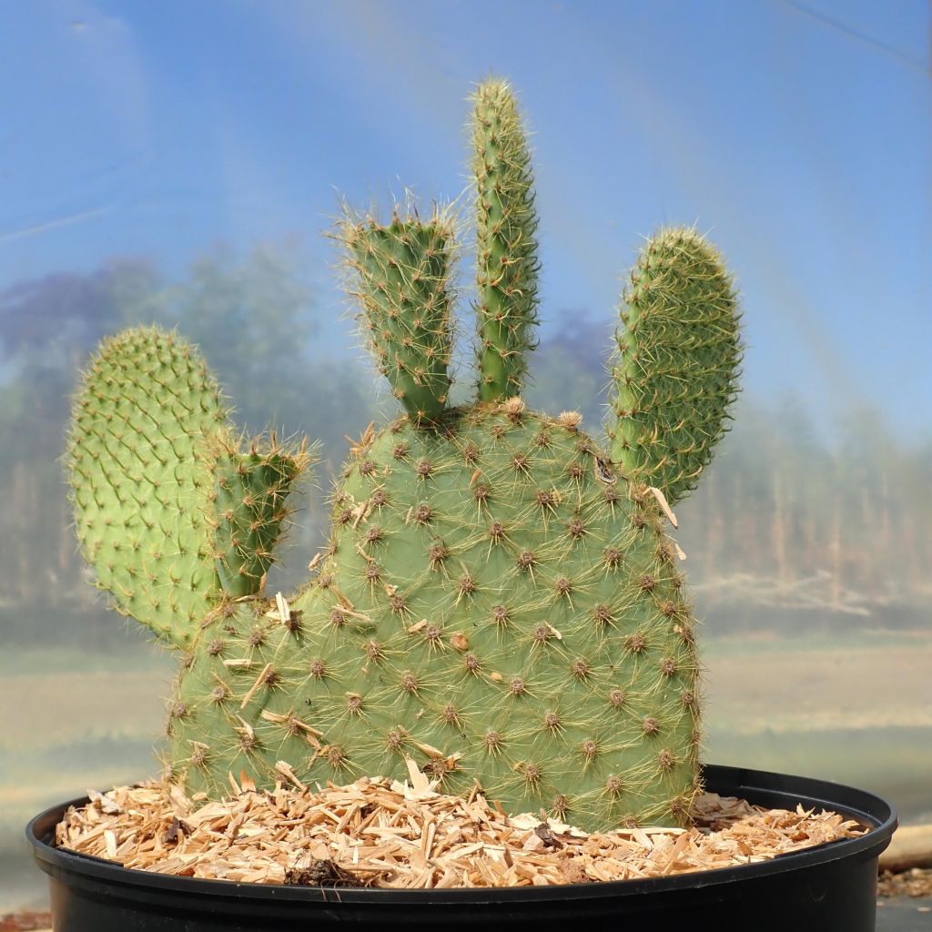 Opuntia scheeri - Feigenkaktus