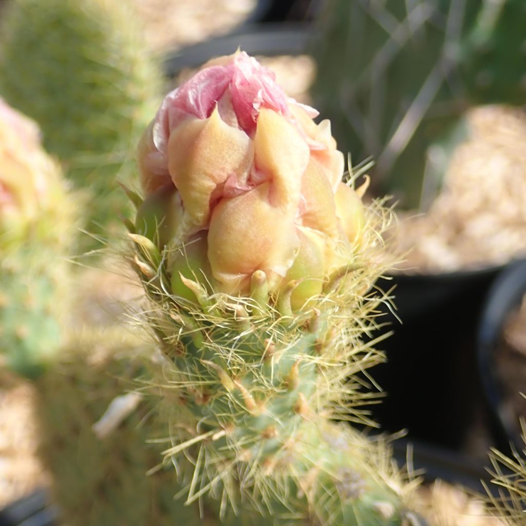 Opuntia scheeri - Feigenkaktus