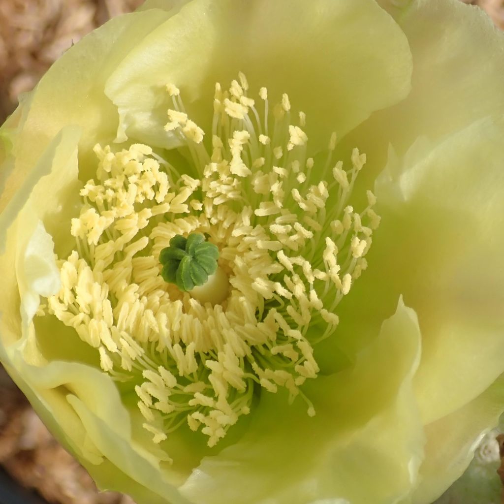 Opuntia scheeri - Feigenkaktus