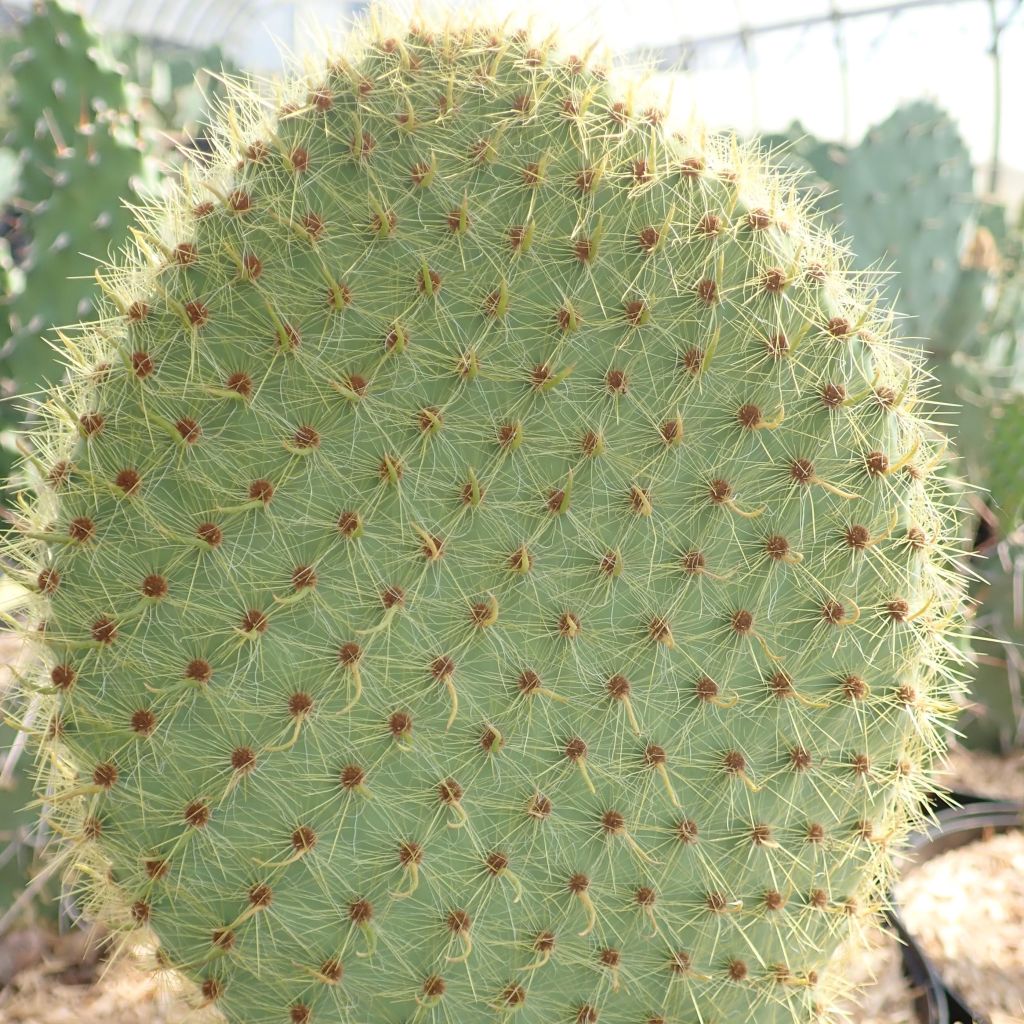 Opuntia scheeri - Feigenkaktus