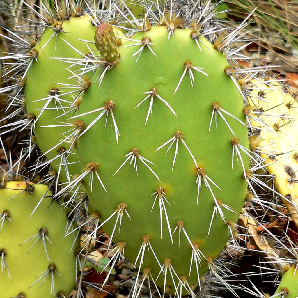 Opuntia semispinosa - Feigenkaktus