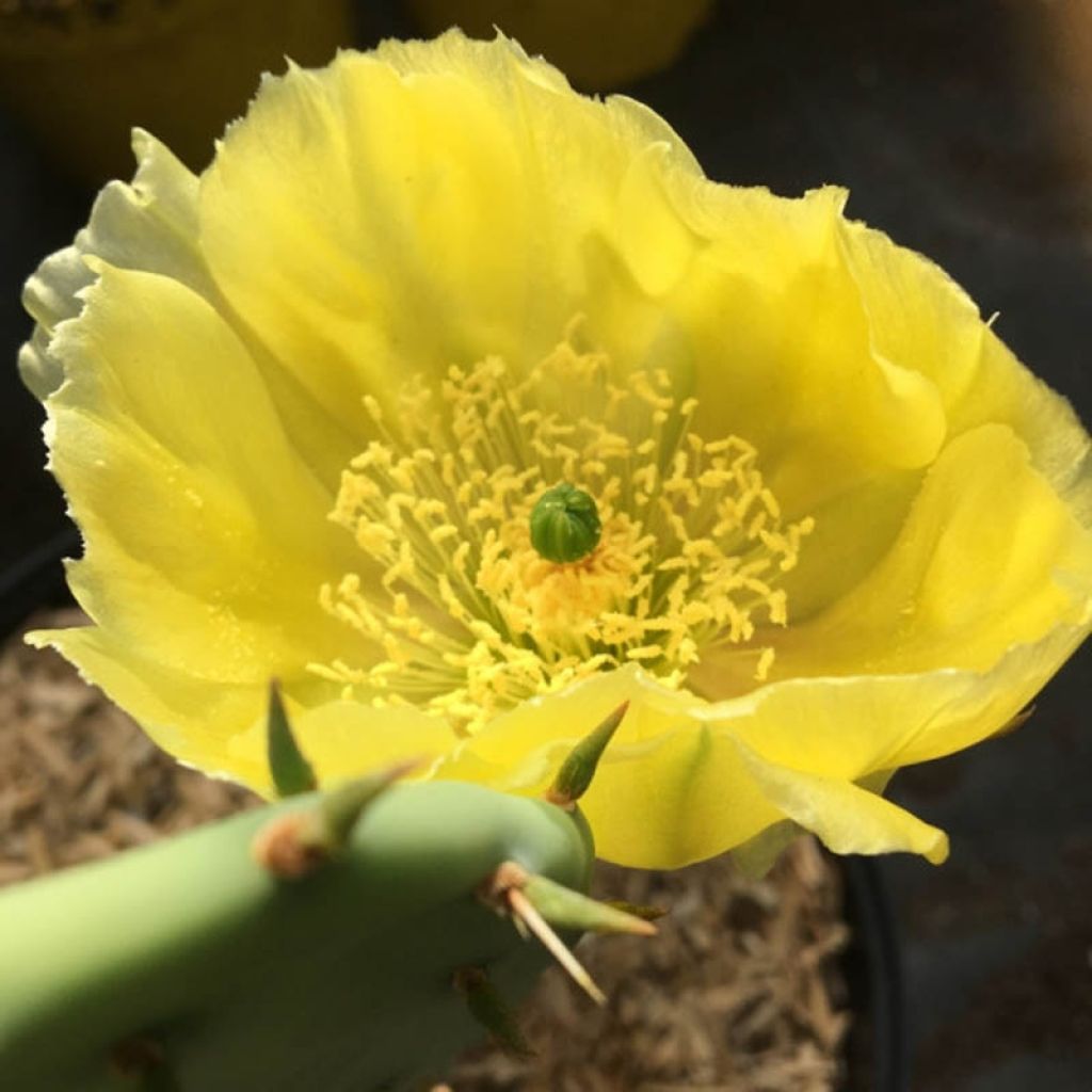 Opuntia semispinosa - Feigenkaktus