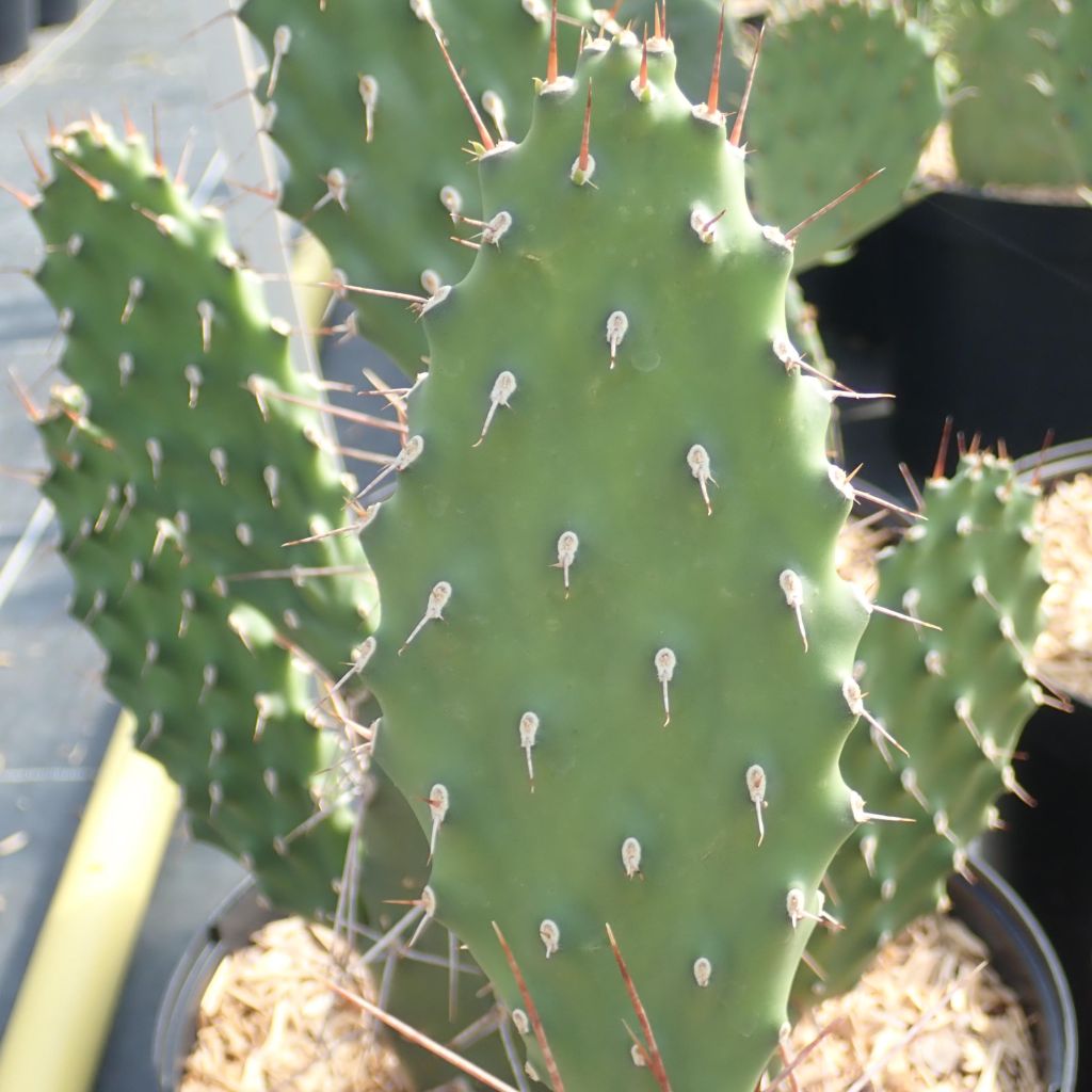 Opuntia sulfurea - Feigenkaktus