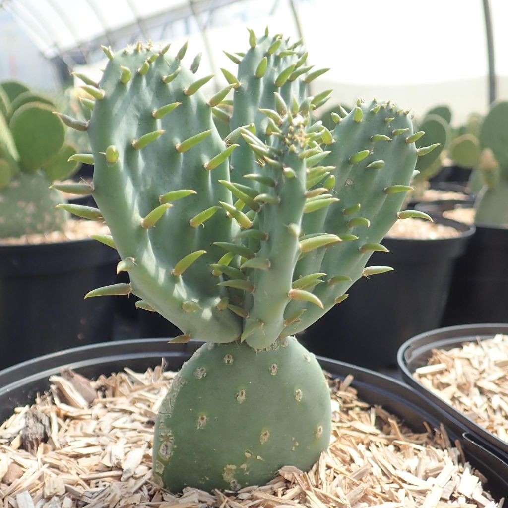 Opuntia tapana - Feigenkaktus