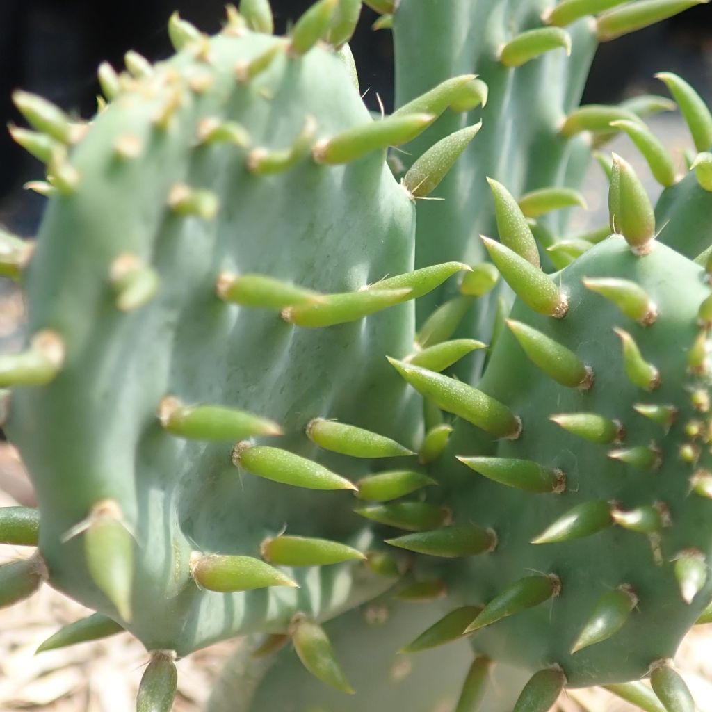 Opuntia tapana - Feigenkaktus