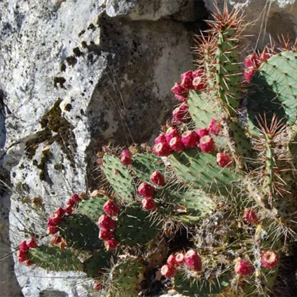 Opuntia zuniensis - Feigenkaktus