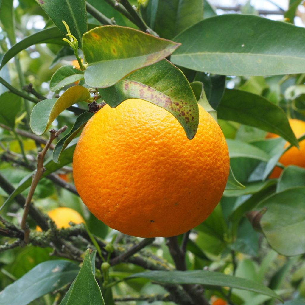 Orange Oranger - Citrus sinensis