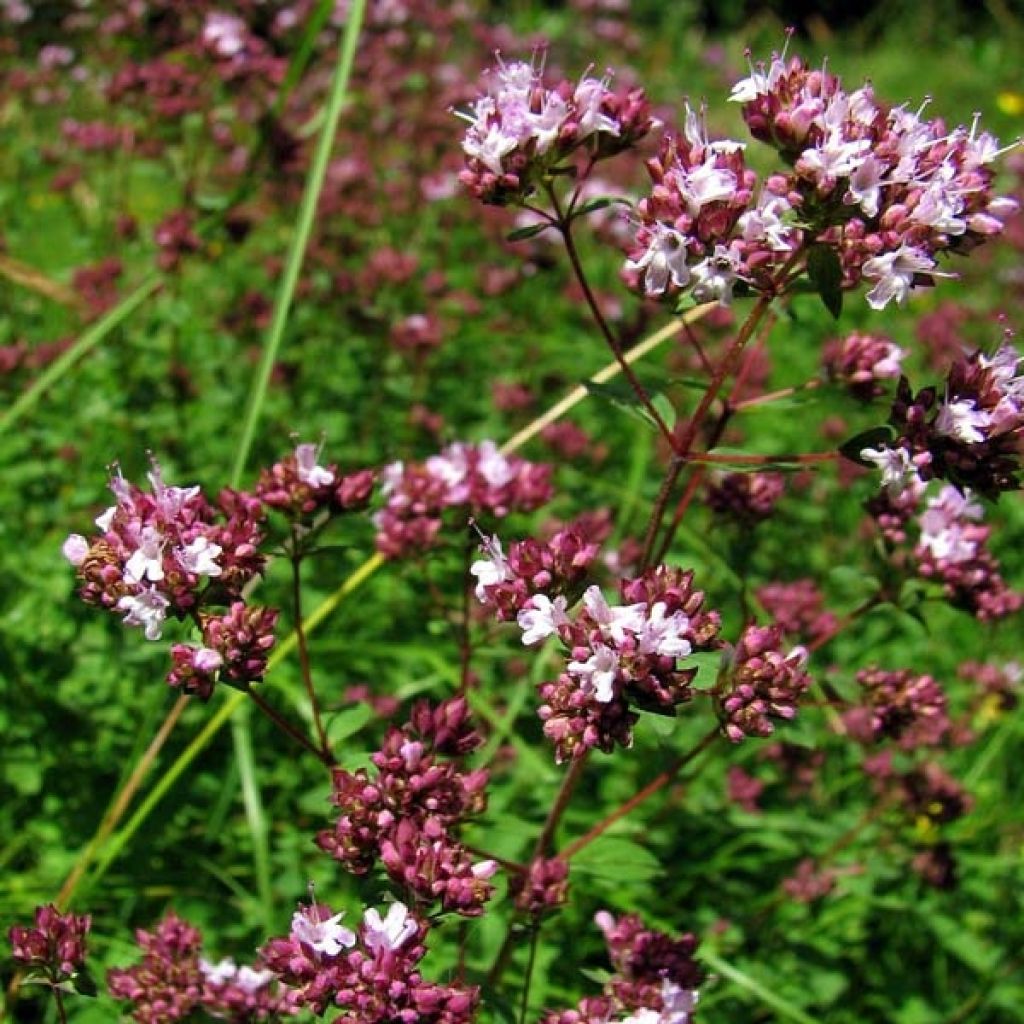 Origanum hybride Rosenkuppel, Origan, Marjolaine