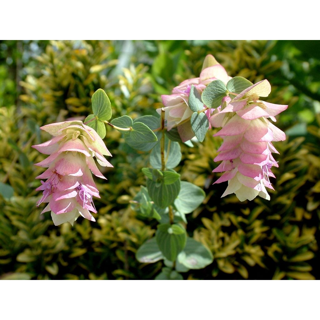 Rundblättriger Dost Kent Beauty - Origanum rotundifolium