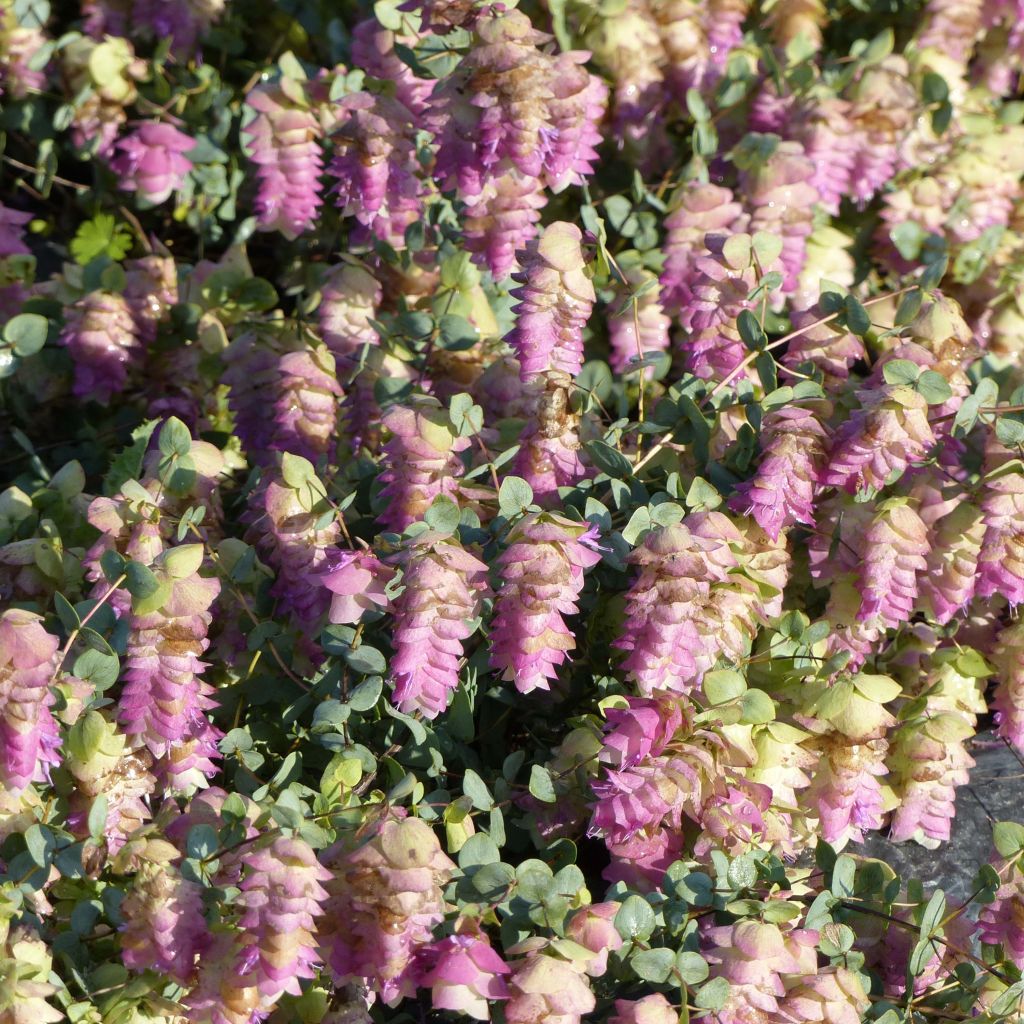 Rundblättriger Dost Kent Beauty - Origanum rotundifolium