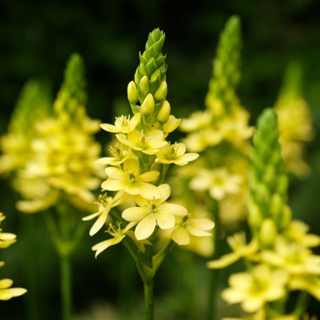 Ornithogalum Namib Sun - Zapfenkopf