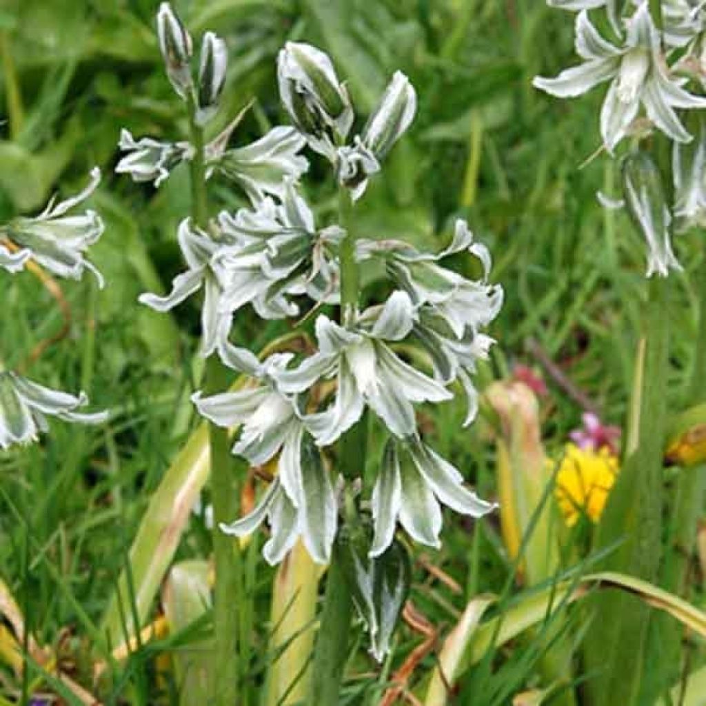 Ornithogalum narbonense - Zapfenkopf