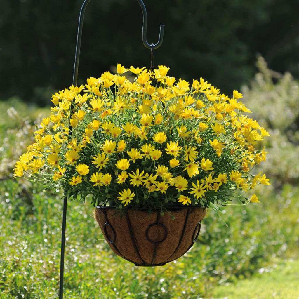 Kapmargerite Voltage Yellow - Osteospermum