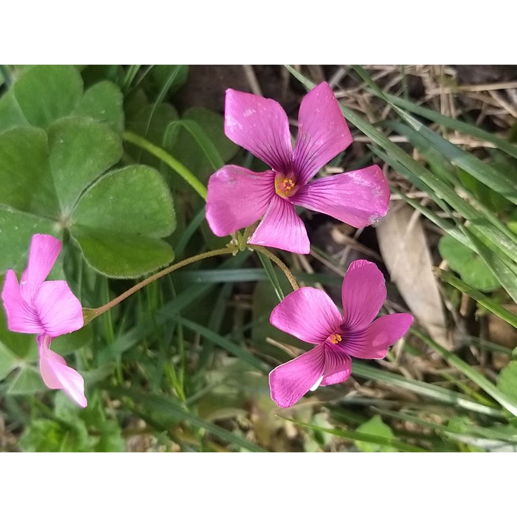 Sauerklee deppei - Oxalis