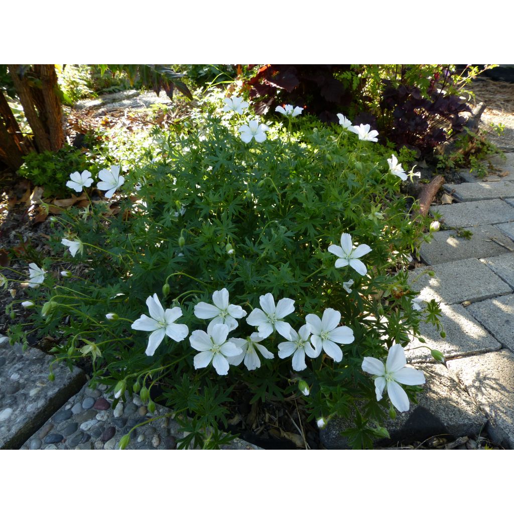 Geranium sanguineum Album - Blutstorchschnabel