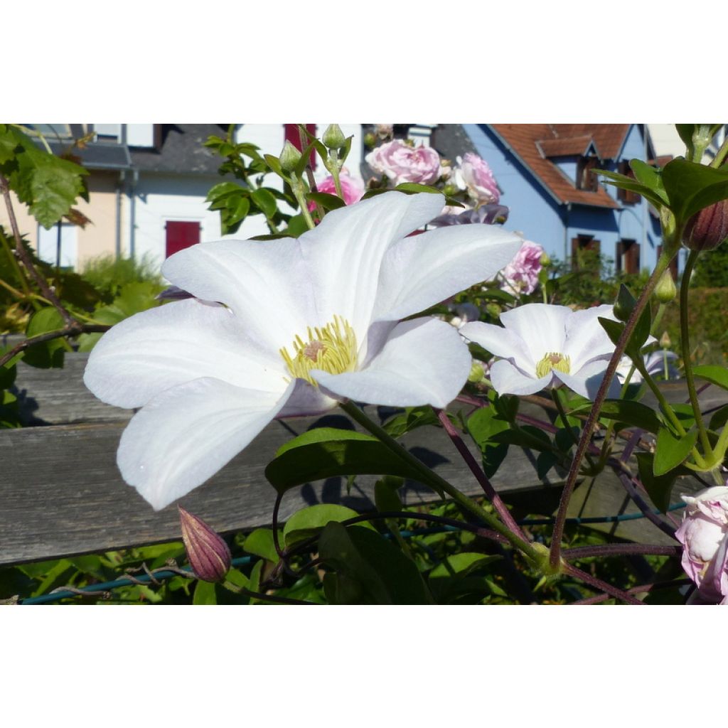 Waldrebe Huldine - Clematis