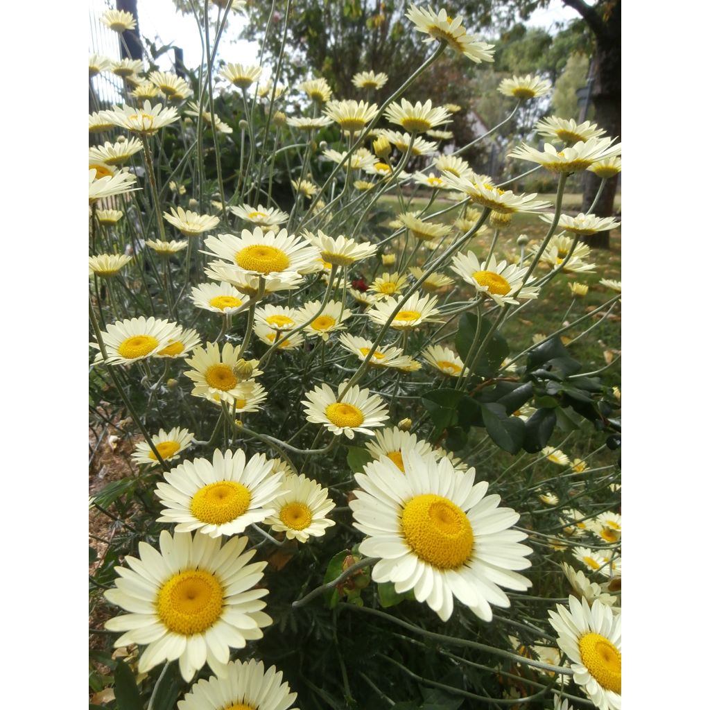 Anthemis tinctoria Wargrave Variety - Färber-Hundskamille