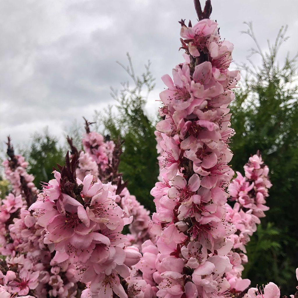 Pfirsich Crimson 'Bonfire' - Prunus persica