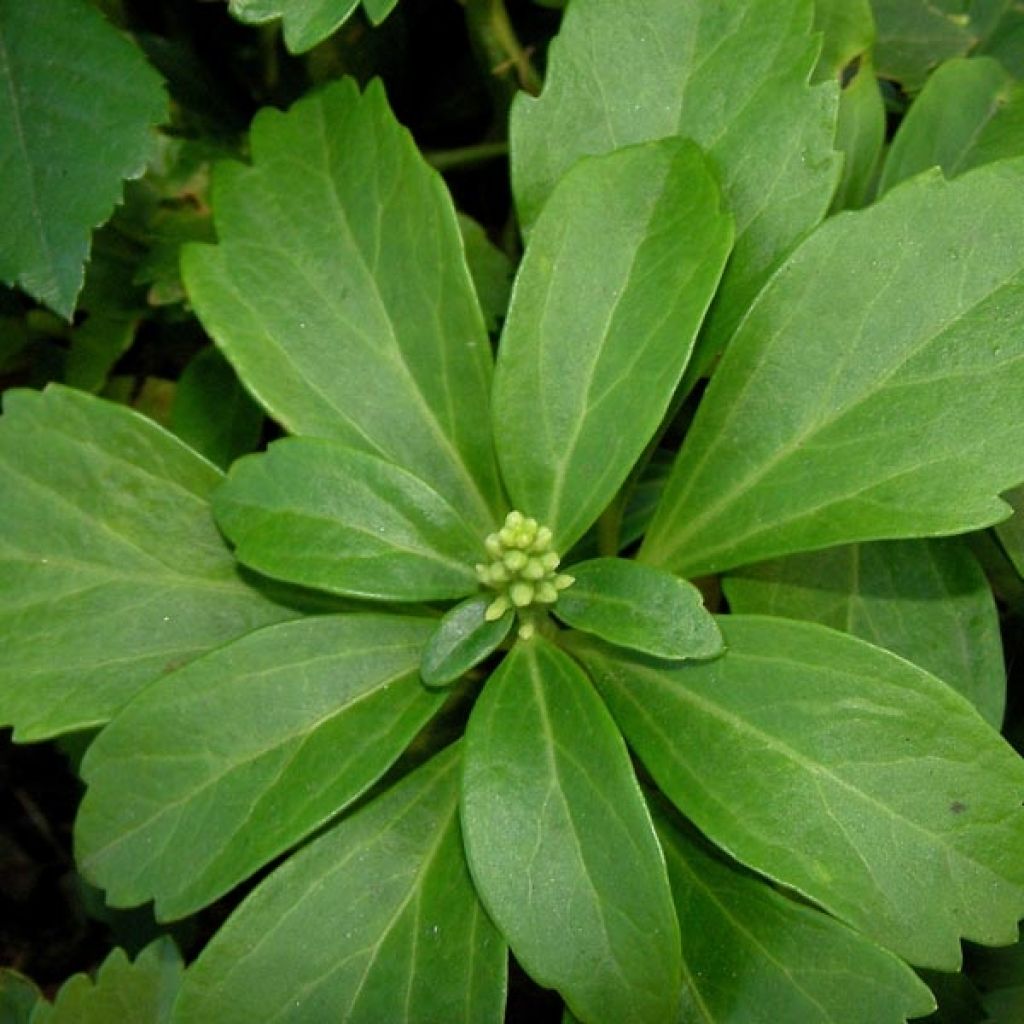 Pachysandra terminalis - Japanischer Ysander