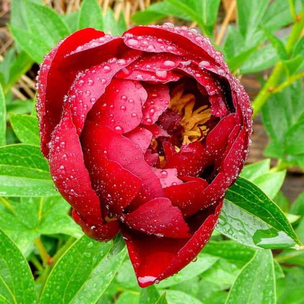 Paeonia lactiflora Buckeye Belle - Edel-Pfingstrosen