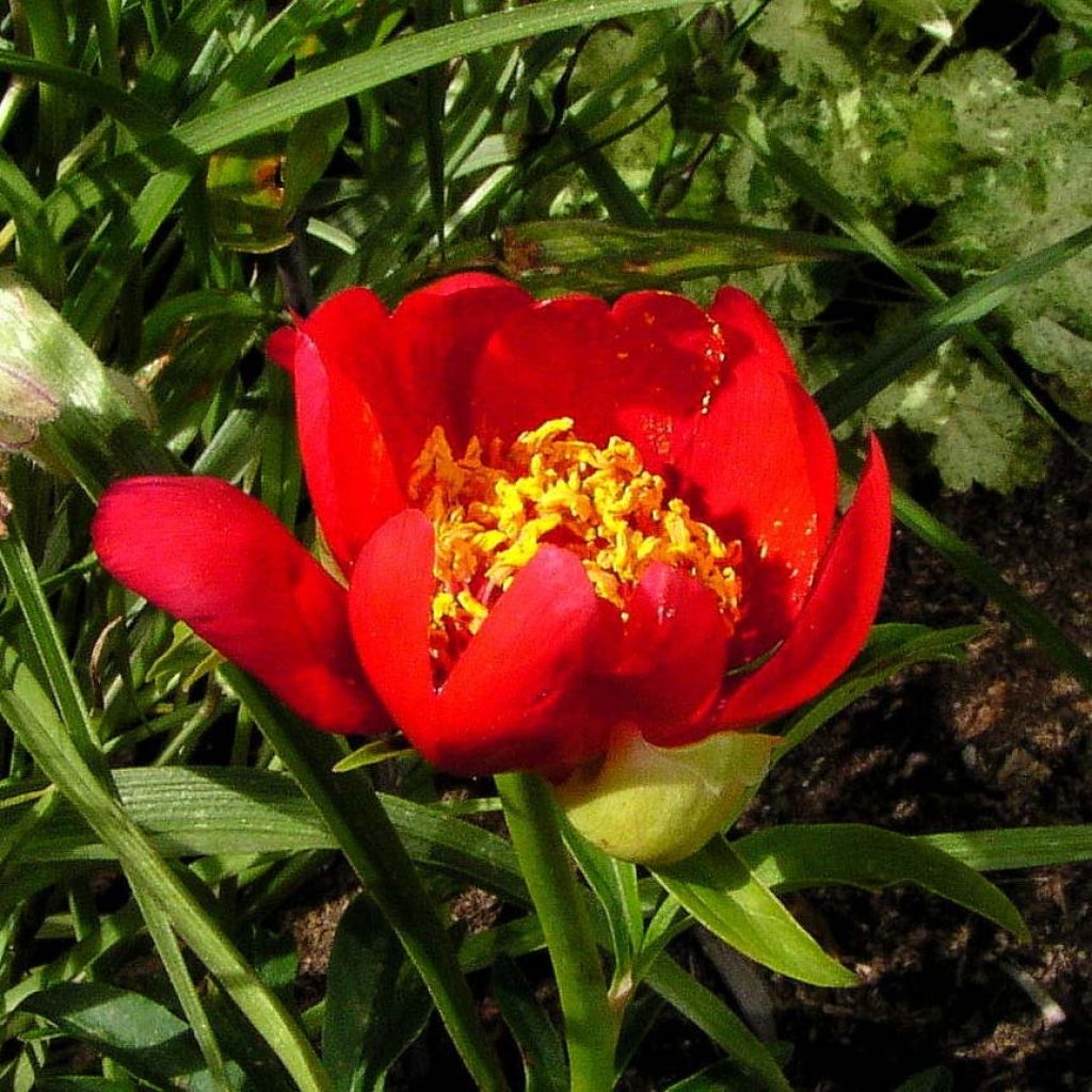 Paeonia lobata Sunshine