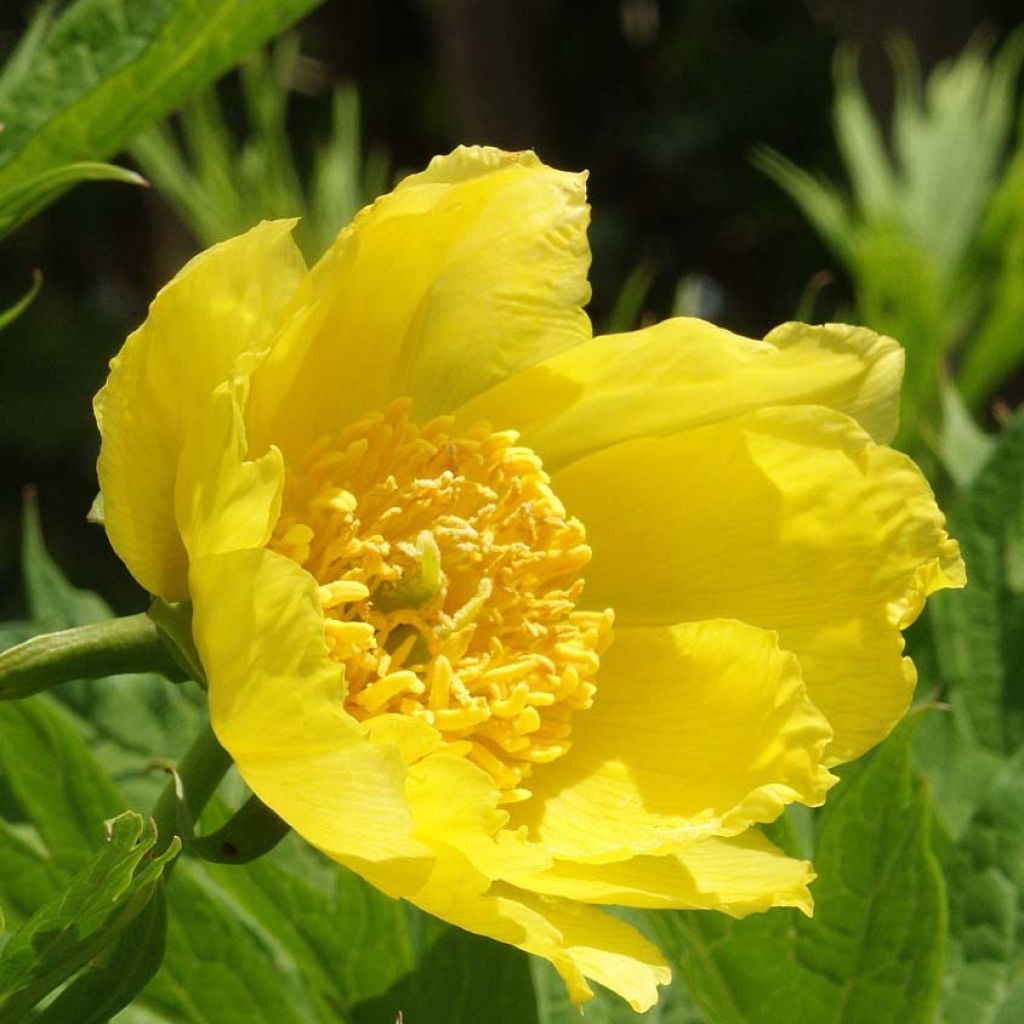 Paeonia delavayi var. lutea