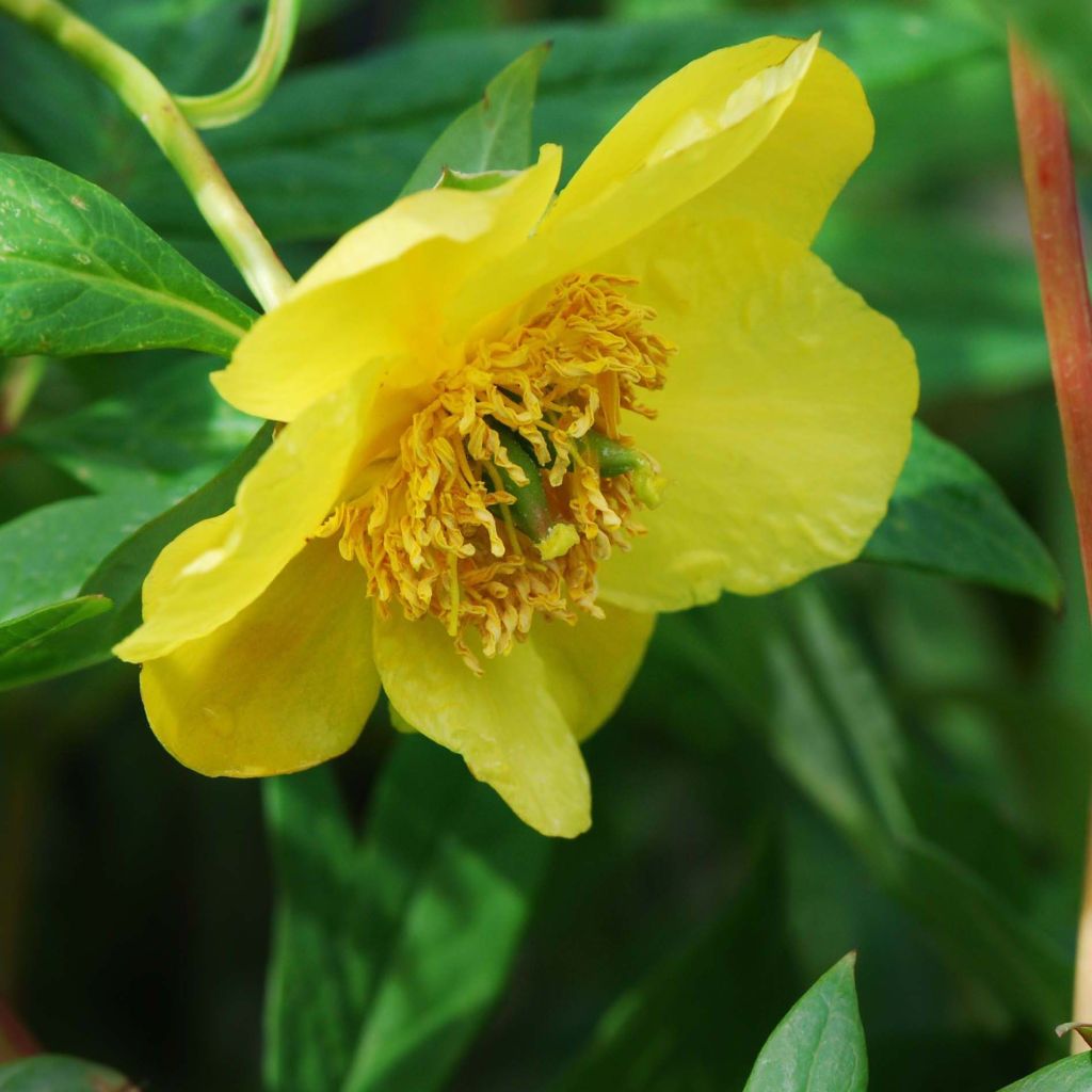 Paeonia delavayi var. lutea