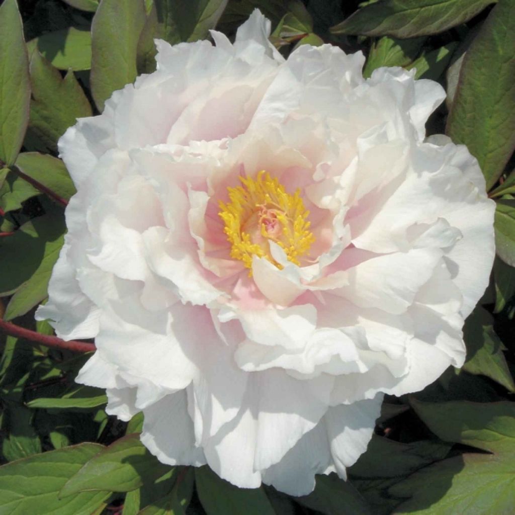 Paeonia suffruticosa White - Strauch-Pfingstrose