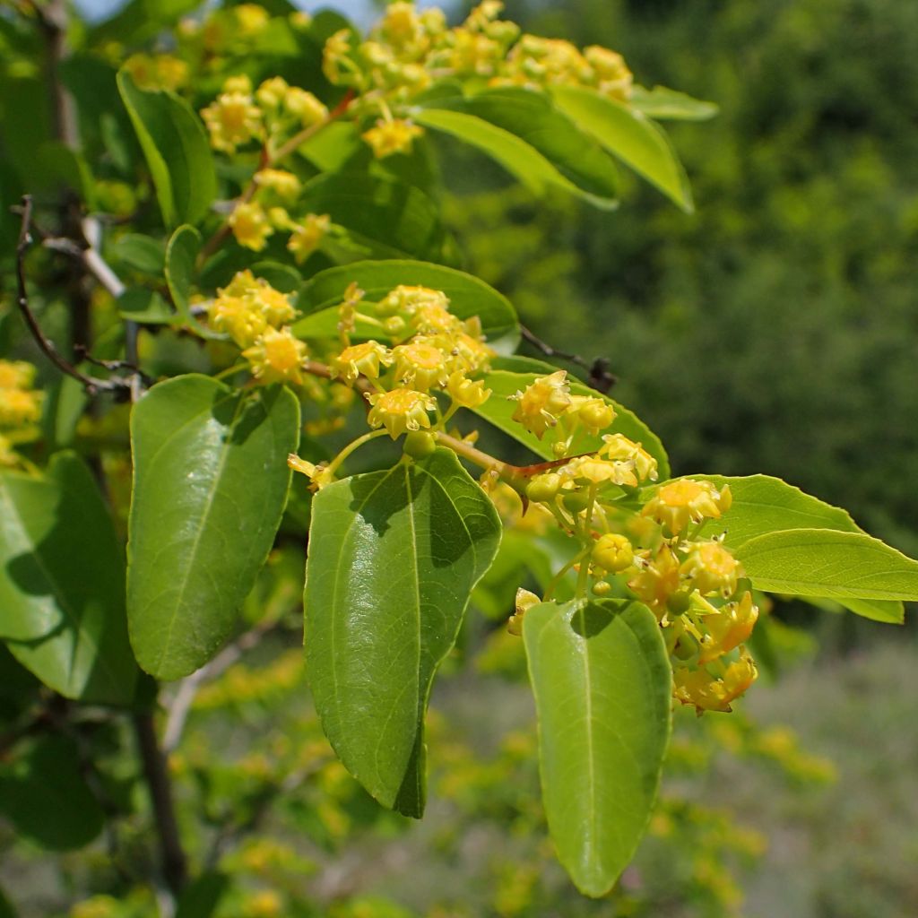 Paliurus spina-christi - Christusdorn