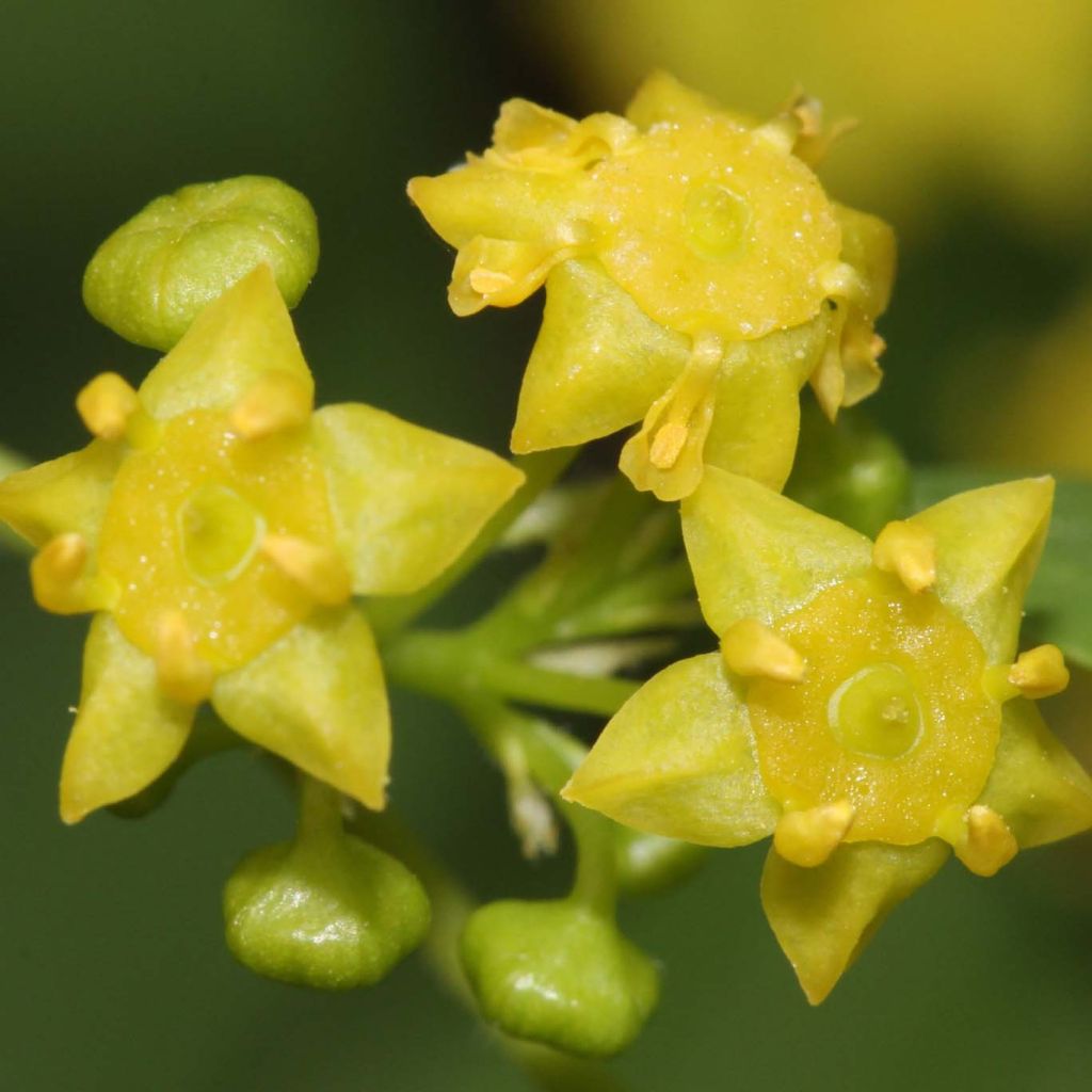 Paliurus spina-christi - Christusdorn