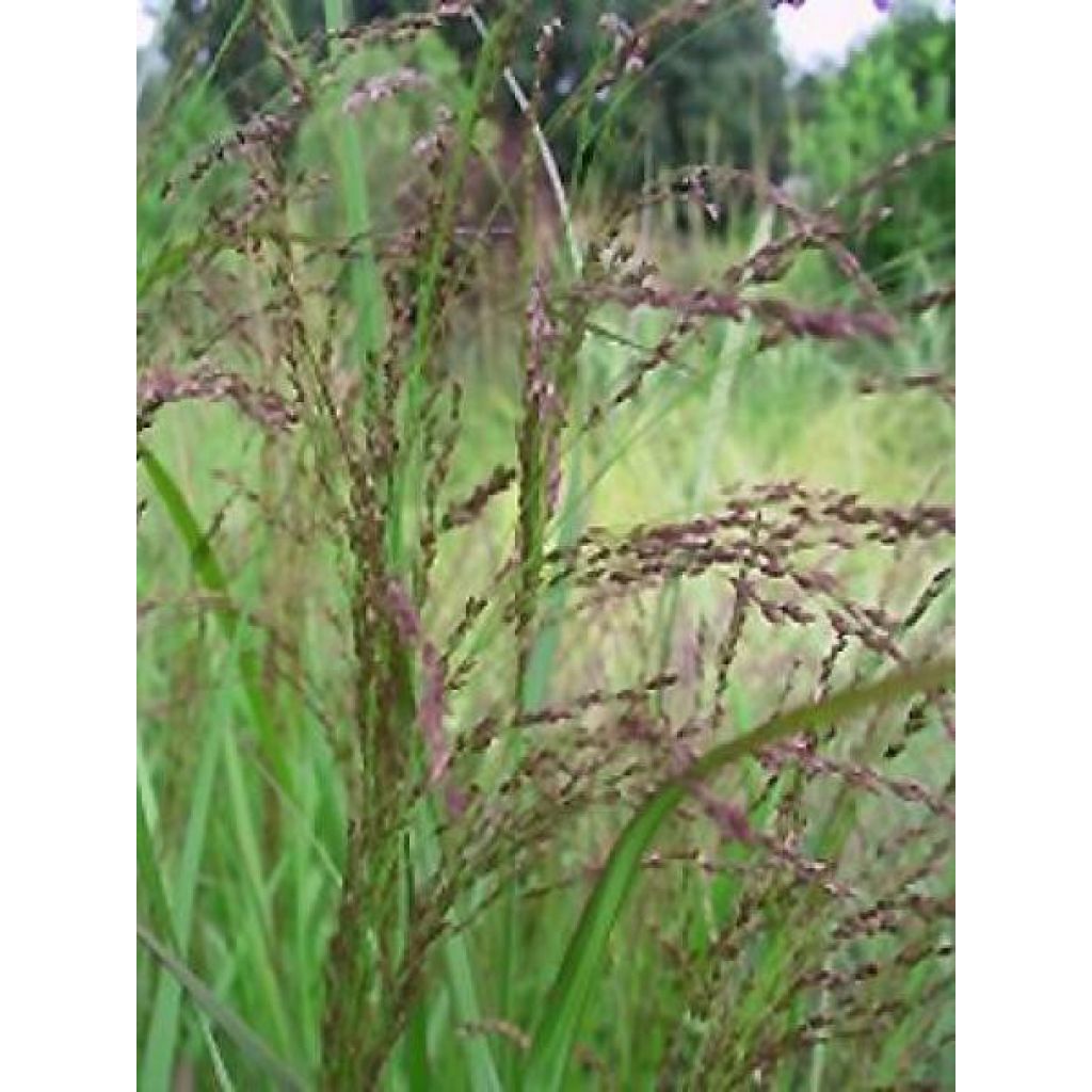 Panicum virgatum Warrior - Ruten-Hirse