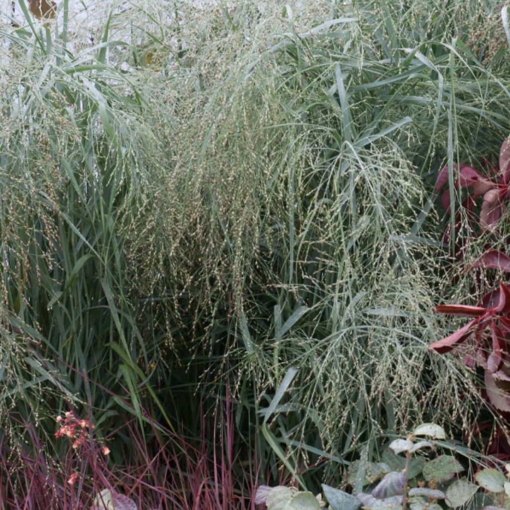 Panicum virgatum Prairie Sky - Ruten-Hirse